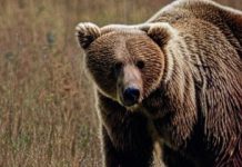 La storia dell’orsa che ha ucciso il runner