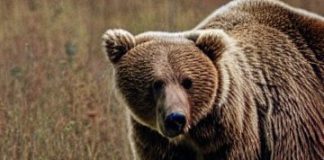 La storia dell’orsa che ha ucciso il runner